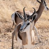607-Etoscha-Pirschfahrt,-Namibia-Juni-Juli-2025.jpg