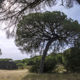 608-Parque-Nacional-de-Donana.jpg