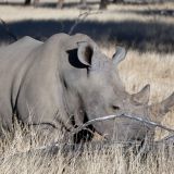 681-Pirschfahrt-bei-Okapuka-Safari-Lodge-Namibia-Juni-Juli-2025.jpg