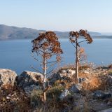 741-Burgberg-Monemvassia,-Griechenlandreise-1.Sept-15.Okt-2019-Kopie.jpg