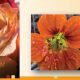 Blumen-Farbkreis-Doppel-2.jpg